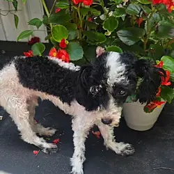 Sport, Toy Poodle