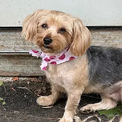 Sugar, Miniature Poodle mix