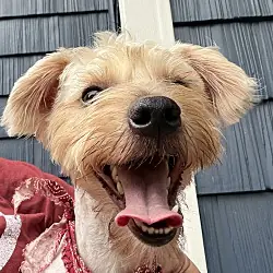 Milo, Yorkie, Yorkshire Terrier