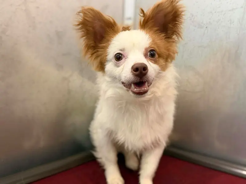Gizmo, Papillon mix