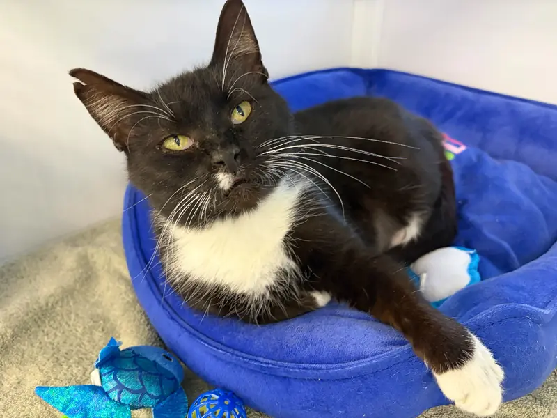 Lynette, Domestic Short Hair and Domestic Short Hair Black & White mix