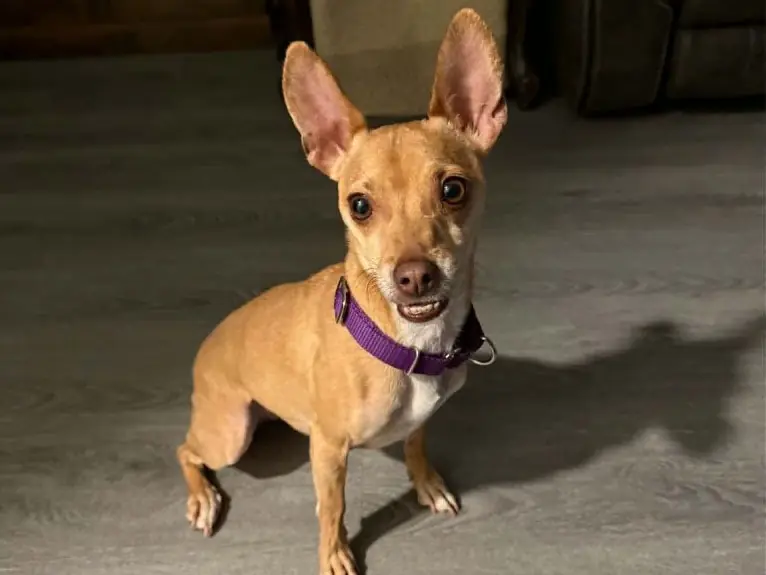 Riley Jade, Jack Russell Terrier and Chihuahua mix