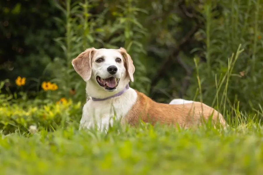 Delphi, Hound mix