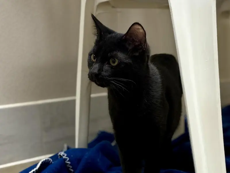 Bud, Domestic Medium Hair Black and Domestic Medium Hair mix