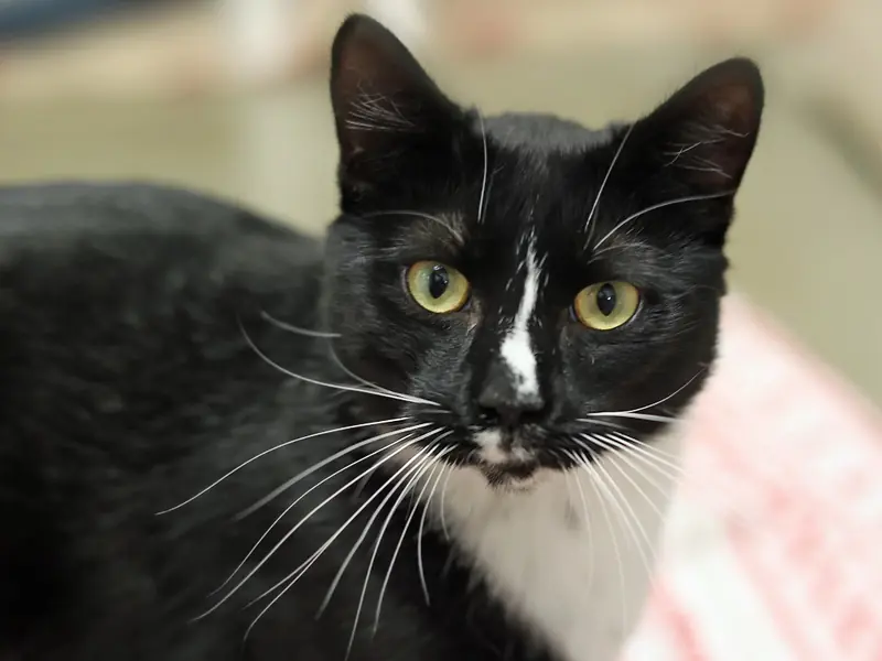 Allen, Domestic Short Hair and Domestic Short Hair Black & White mix