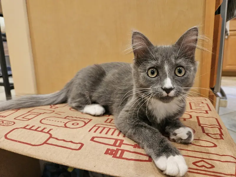 Anastasia, Domestic Medium Hair and Domestic Medium Hair Gray & White mix
