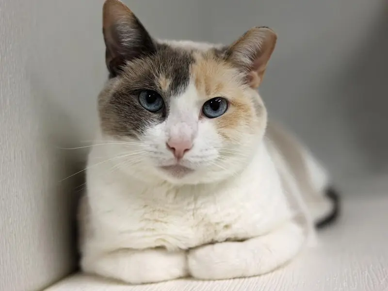 Latte, Dilute Calico and Siamese mix