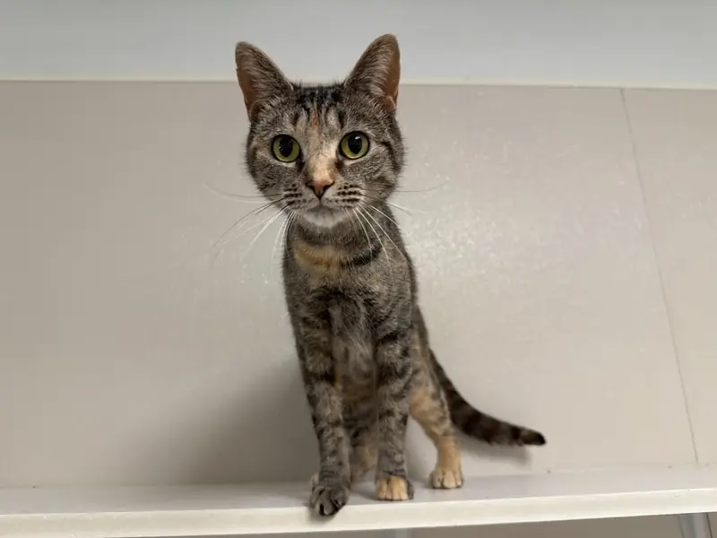 Mosaic, Torbie and Domestic Short Hair mix