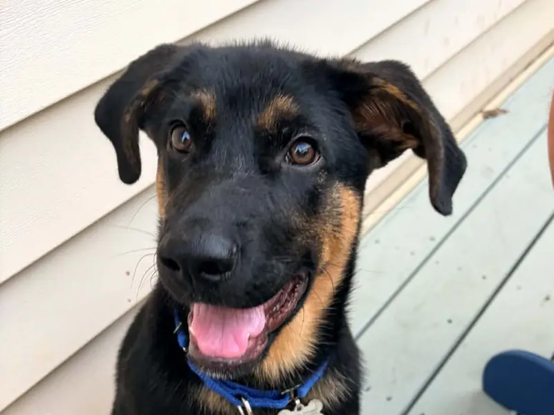 Gage, German Shepherd Dog mix