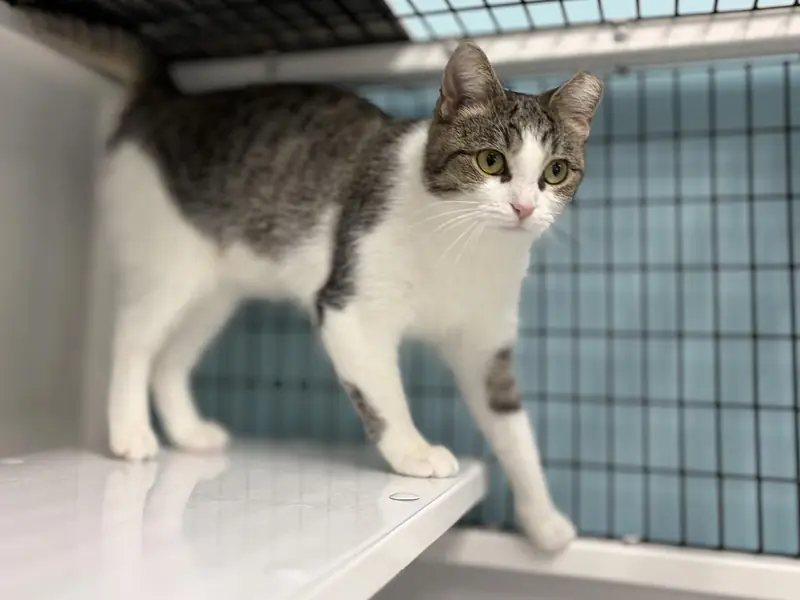 Zuzu, Tabby Brown and Domestic Short Hair mix