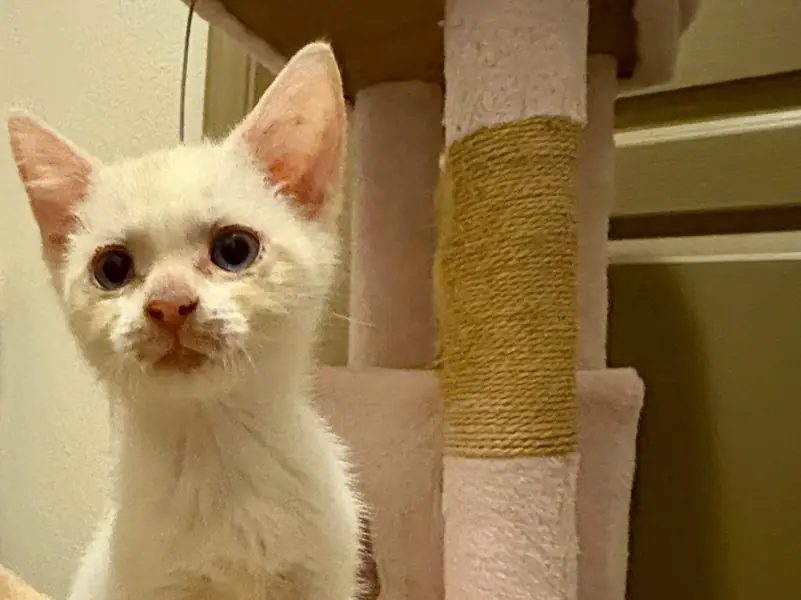 Dipsy, Siamese and Domestic Short Hair mix
