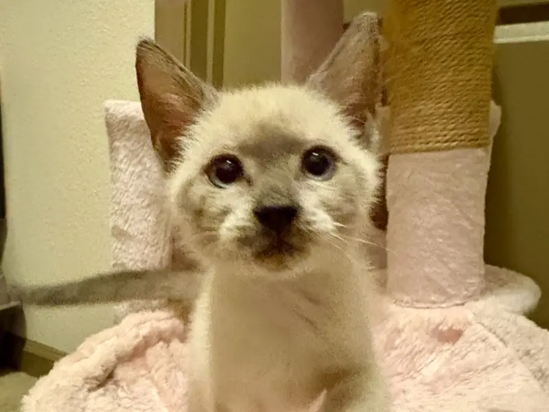 Po, Domestic Short Hair and Siamese mix