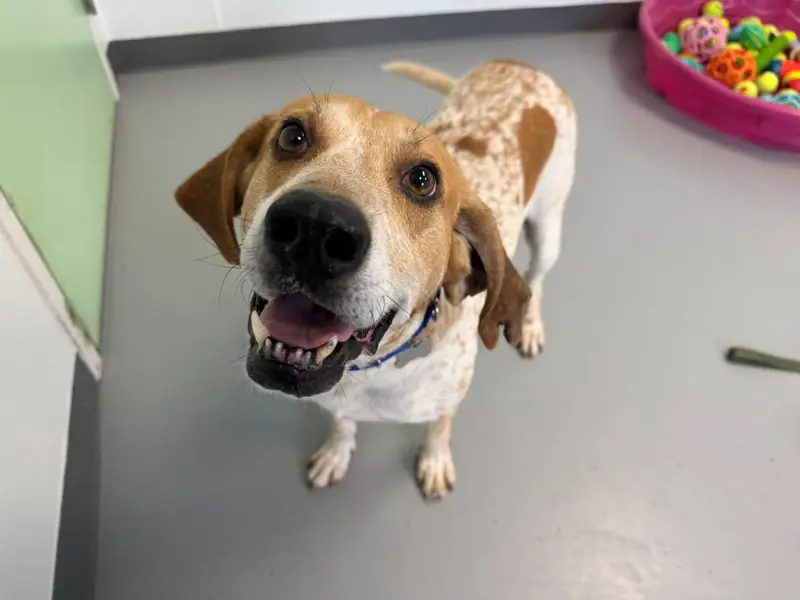 Vincent, Hound mix