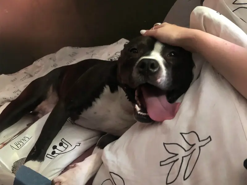 Tom, Terrier mix