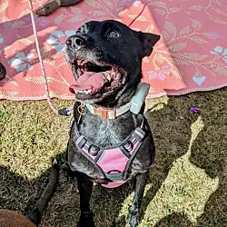 Mattie, Cattle Dog Mutt mix