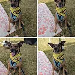 Dawson, German Shepherd Dog Mutt mix