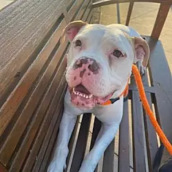 Bruno, American Bulldog Boxer mix