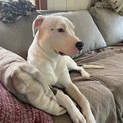 Heinz, American Bulldog Labrador Retriever mix