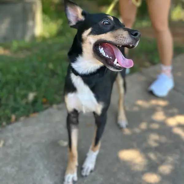 Lasagna, Shepherd, Australian and Cattle Dog mix