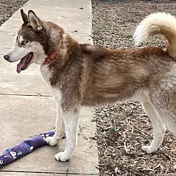 JJ, Siberian Husky