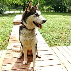 Drogo, Husky