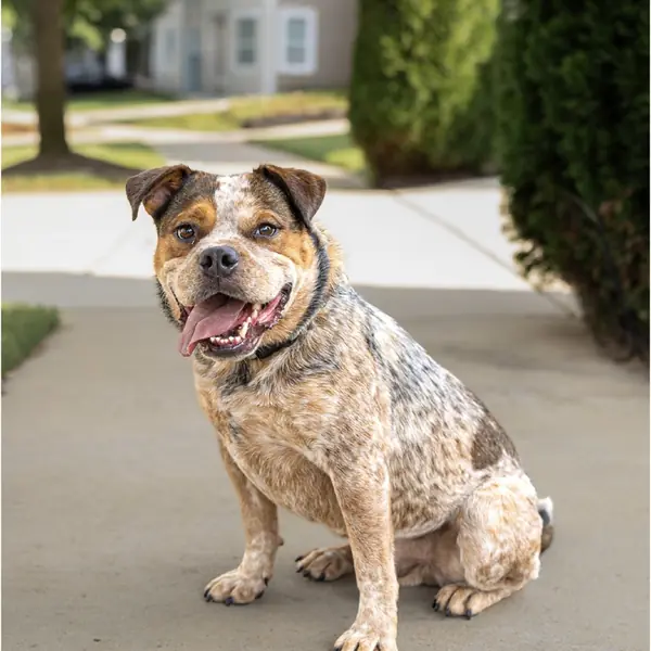 Buzz, Bulldog, American and Cattle Dog mix