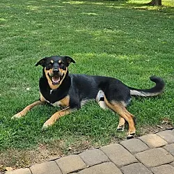 Dexter, Rottweiler Labrador Retriever mix