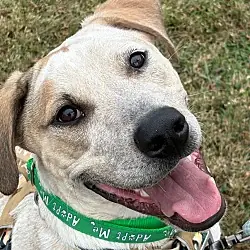 Katrina, Australian Cattle Dog Hound (Unknown Type) mix