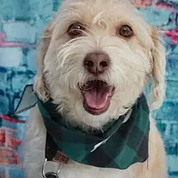 Freddie, Poodle (Standard) Chihuahua mix