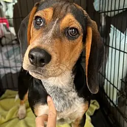 Turtle, Beagle Hound (Unknown Type) mix