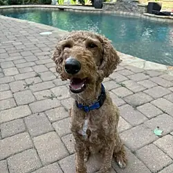 Banks, Golden Retriever Poodle (Standard) mix
