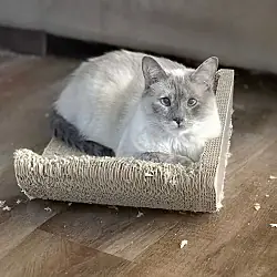 Dancing Queen (Queenie)-Shy!, Siamese