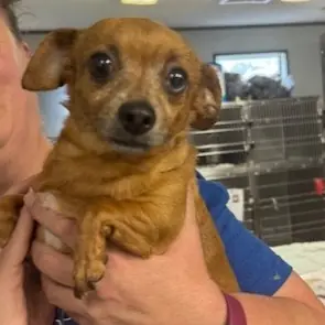 Sassy, Chihuahua