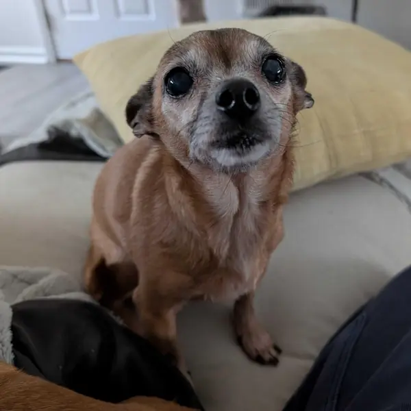 Prissy, Chihuahua