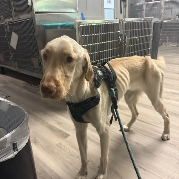 Luke, Retriever, Yellow Labrador