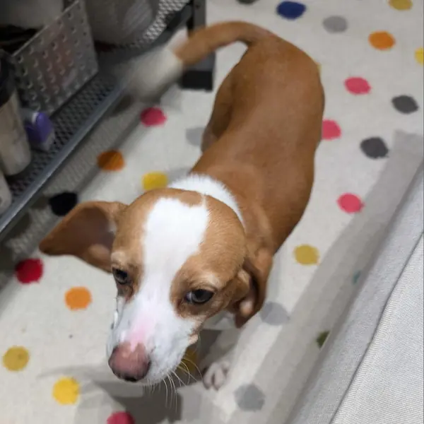 Sandy, Beagle
