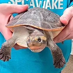 Donatella, Turtle - Other