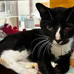 Sylvester, Domestic Shorthair
