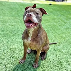 Zoe, Mixed Breed (Large) mix
