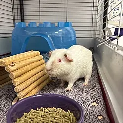 Nanook, Guinea Pig