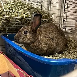 Fluff, Rex mix