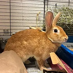 Coralee, Rex mix