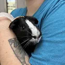 Bogart, Guinea Pig