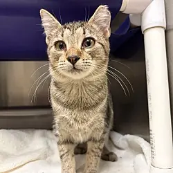 Alexis, Domestic Shorthair