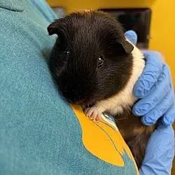 Alabaster, Guinea Pig