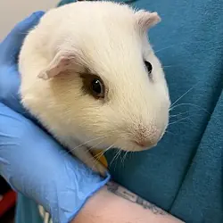 Razzmatazz, Guinea Pig