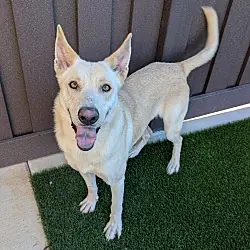 Ileana, Mixed Breed (Large) mix