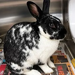 Mr. Bengley, Rex mix