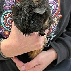 Louisa, Guinea Pig