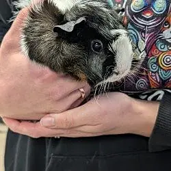 Mirabel, Guinea Pig